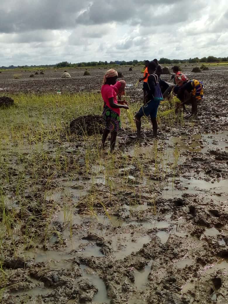 Family business bet we used to go at the rice fields to cultivate a rice and benefit of it💓💓💓💯💯📞💯