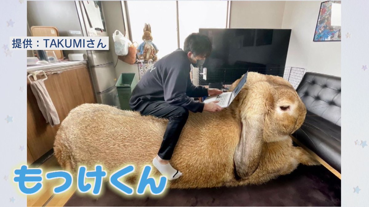 SNSで話題沸騰中のウサギもいる。フォロワー数はなんと2万人超え