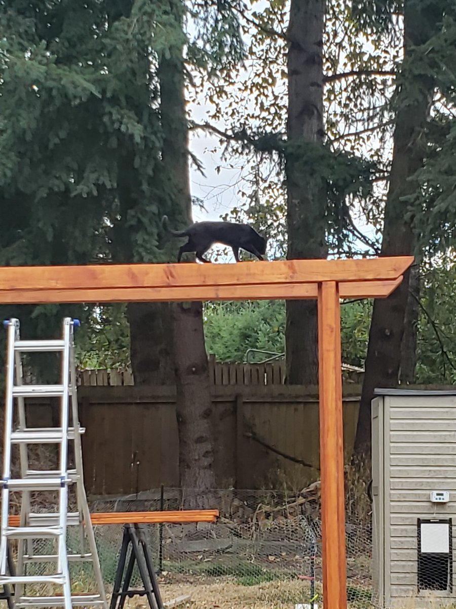 The smol panther is enjoying the new grape arbor. Now to get grapes to grow up it!