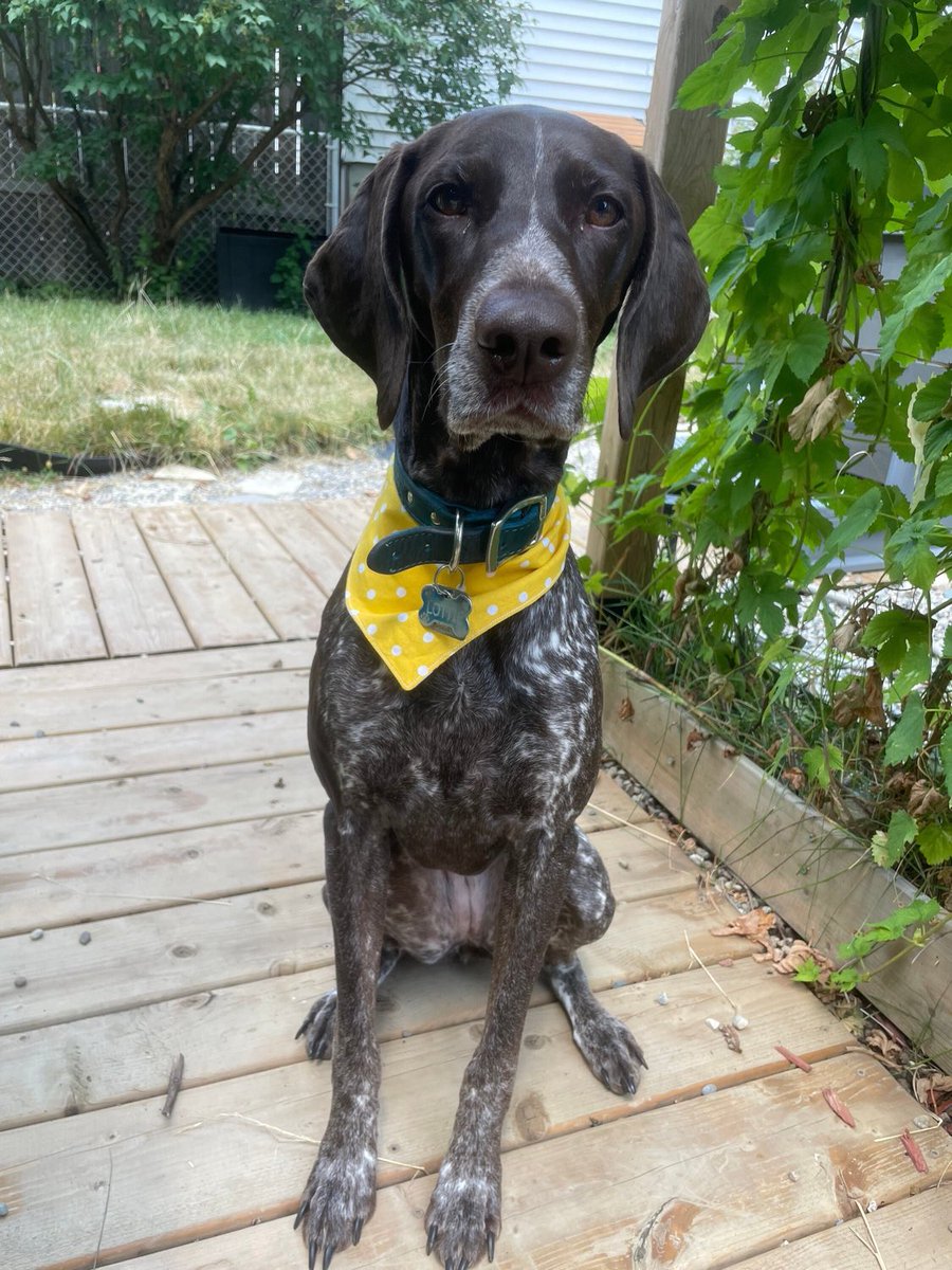 DogBandanasByAmy tweet media
