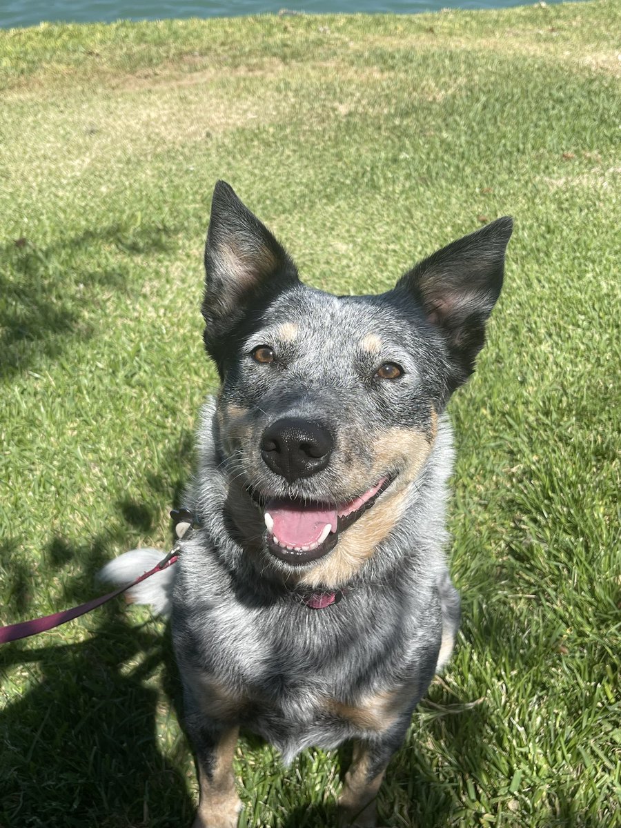 JasonD_086's tweet photo. Buddy and Luna at the lake today #australiancattledog #blueheeler #rhodesianridgeback #rhodesianmix #gaydogdad #NationalDogDay #lovemypups #gay #pups #goodpups https://t.co/2ar8rjD97h