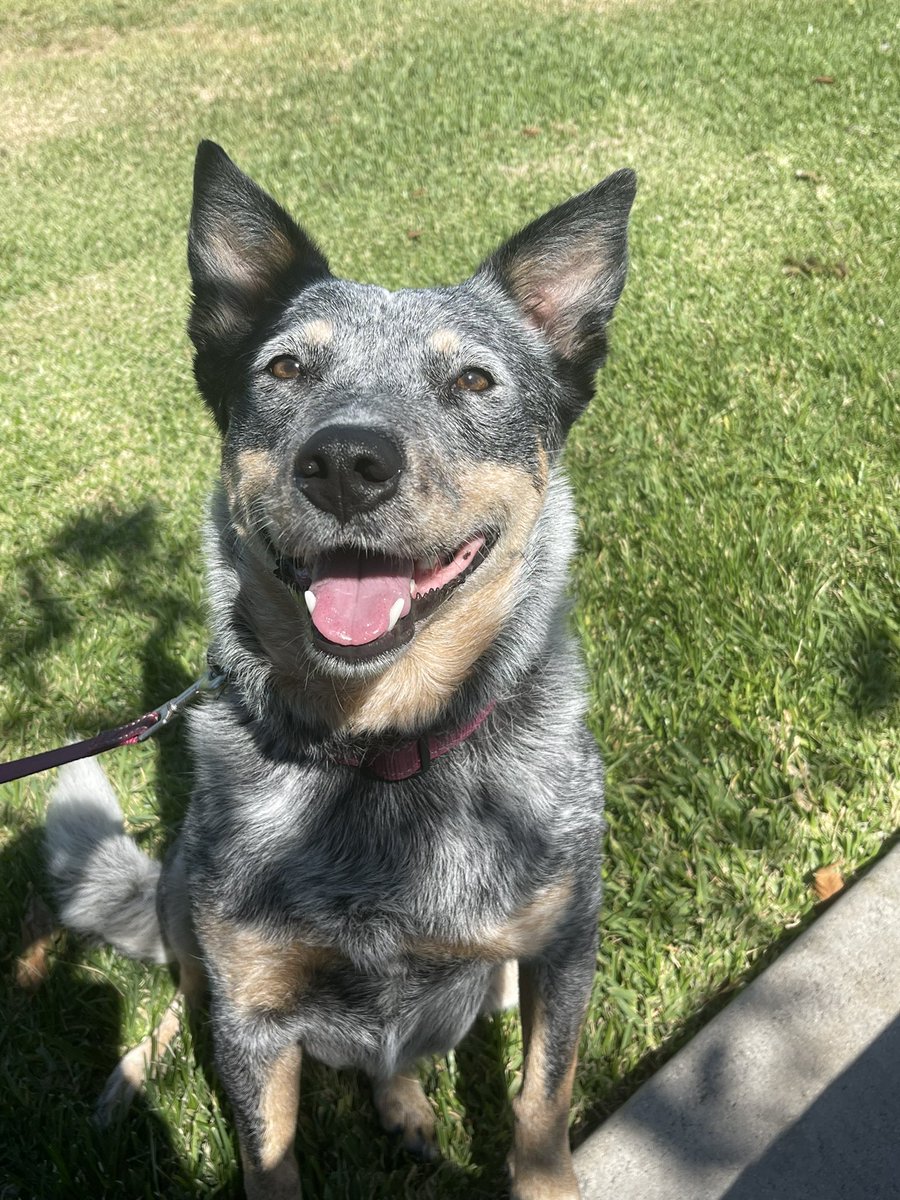 JasonD_086's tweet photo. Buddy and Luna at the lake today #australiancattledog #blueheeler #rhodesianridgeback #rhodesianmix #gaydogdad #NationalDogDay #lovemypups #gay #pups #goodpups https://t.co/2ar8rjD97h