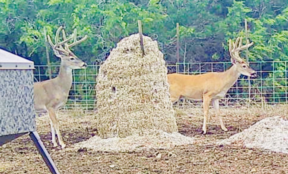DrLongFrog's tweet photo. Were all friends right now....but that will end when a woman will come between them....#AdamsRanch https://t.co/gFqoGBJYhZ
