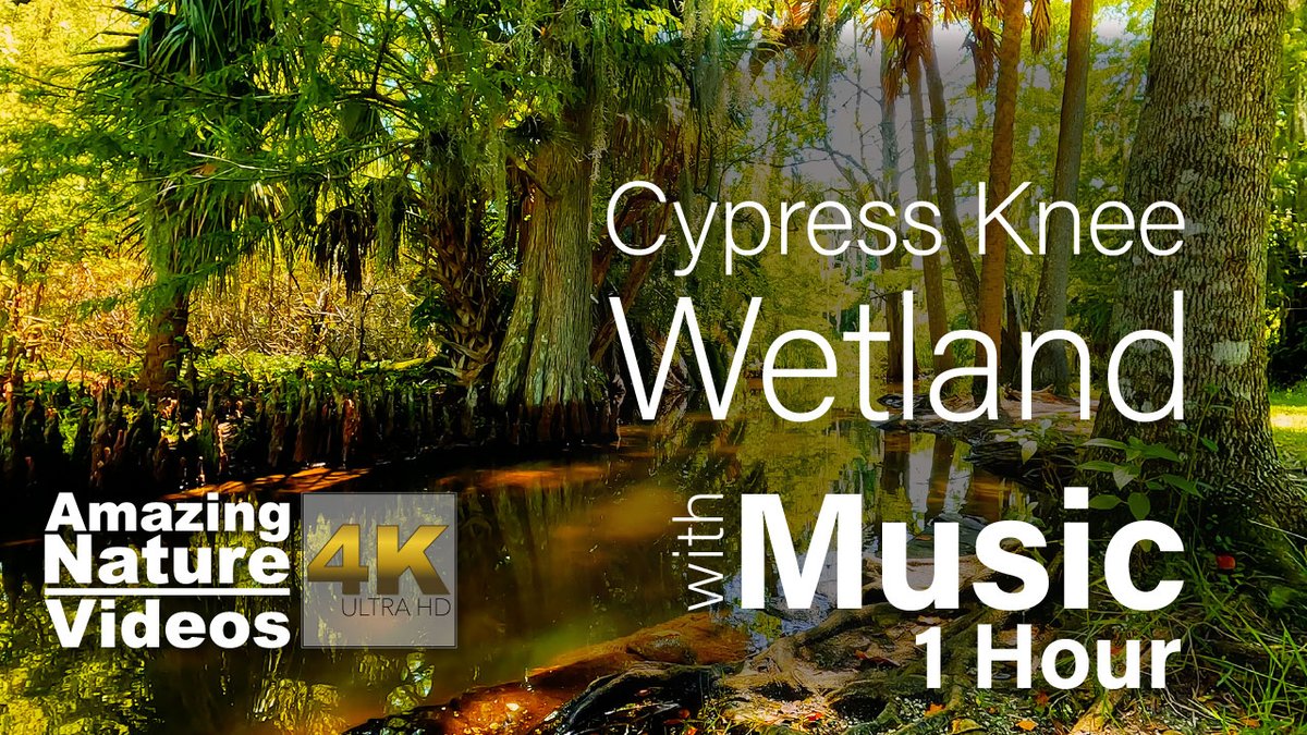 1amazingnature's tweet photo. New! I just released the latest #YouTube #4KUltraHD #nature #Video with #soothing #music for #yoga, #meditation, #studying, or just #relaxing. https://t.co/3ygy1p3vAs https://t.co/zhnTFNIzrX