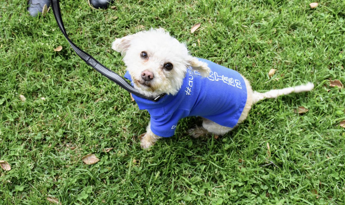 ArcadiaUnified's tweet photo. It was #NationalDogDay 🐶 this week! Post a pic of your favorite pup 🐕 in the comments below! These are a few of our favs! 🥰
#petsofausd https://t.co/kShcwCNvB7