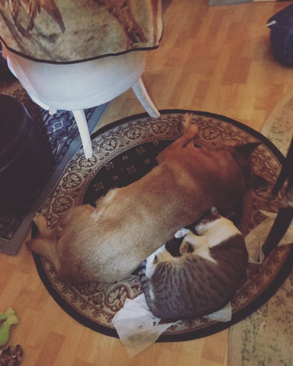 Rumtucka's tweet photo. @AdamParkhomenko They are each other’s comfort and best pals. https://t.co/DGwGQJiQOG