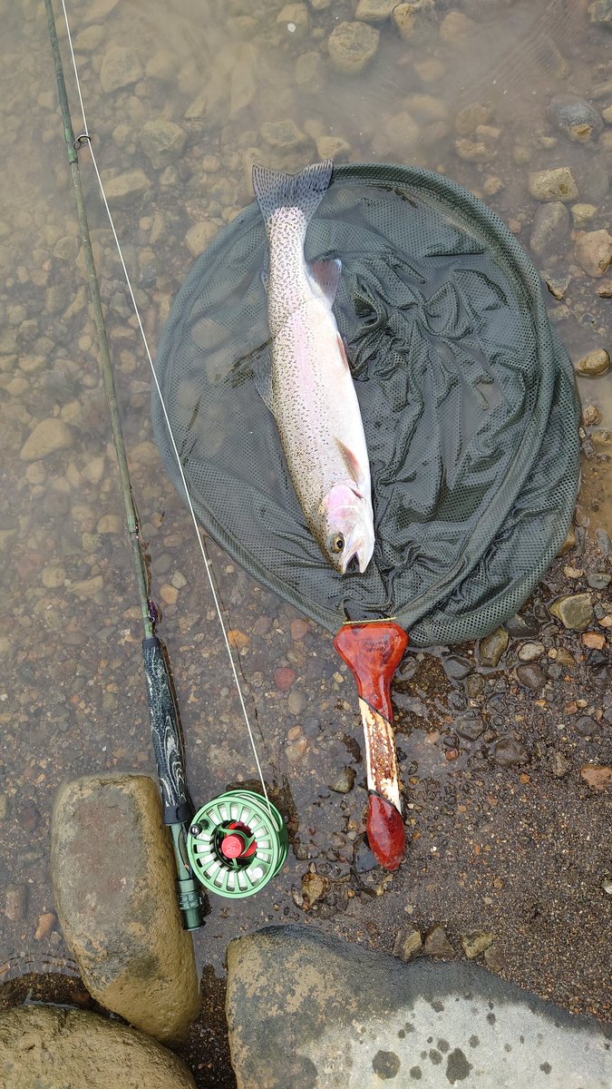 tsurubhe's tweet photo. 忠別ダム濁ってボウズ覚悟でしたが、お魚の付いて居そうなストラクチャーをタイトに攻めて・・・
#FlyFishing
#フライフィッシング
#忠別ダム
#濁ってます
#ストラクチャー
#ピンスポット
#Maxcatch
#ニジマス
#杉坂スプリングネット https://t.co/p0lO9M0BAY