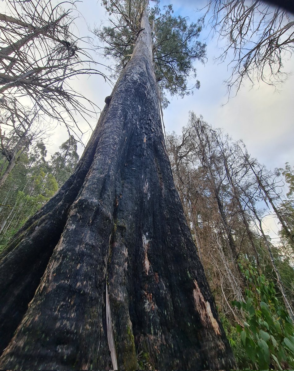natashamitchell's tweet photo. I said hello to the beautiful Centurion tree. Eucalyptus regans ...one of the very tallest flowering plants in the world. 

Hollow &amp; burnt but still alive...

Oh the stories it could tell.

Baby eucalyptus rising up after fire around it

Another giant adjacent dead

#AusFaveTree https://t.co/6SkWzdXpi6