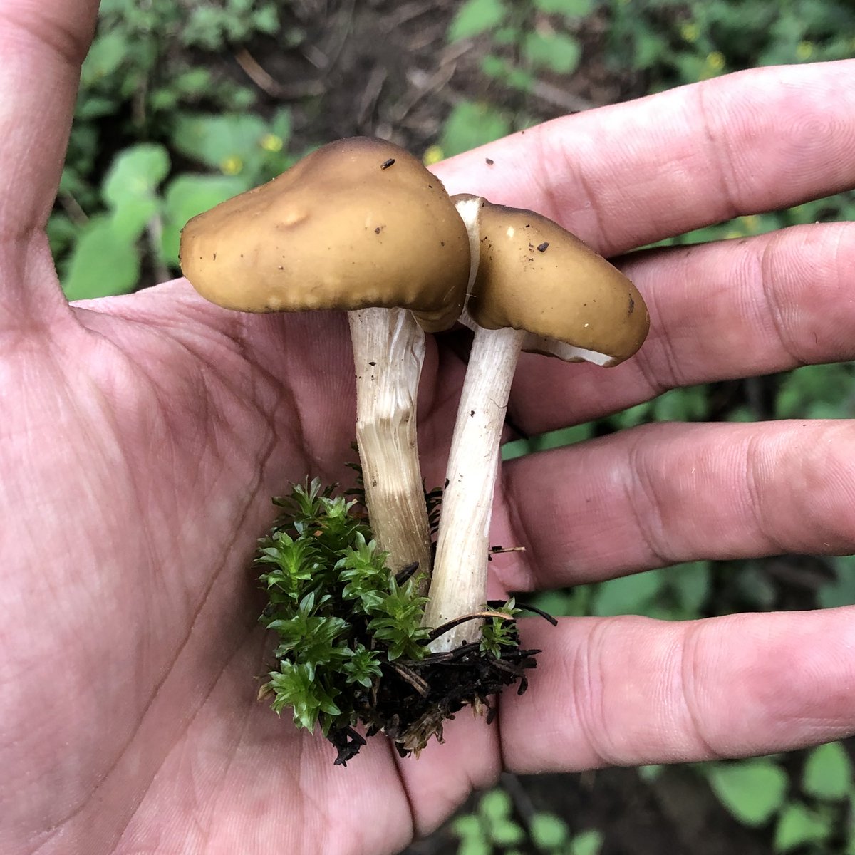 R. Pacheco tweet media