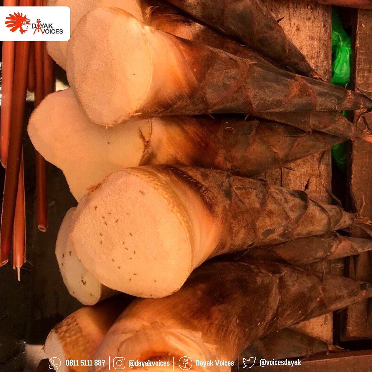 VoicesDayak's tweet photo. Rebung

Postingan Lengkap;

https://t.co/jXMqQ4bk1i

#dayakvoices #dayakbercerita #jpickalimantan #indonesia #kalimantan #dayak #borneo #dayak #indigeneous #sungaikalimantan #palangkaraya #rebung https://t.co/WkSjCmTa6W