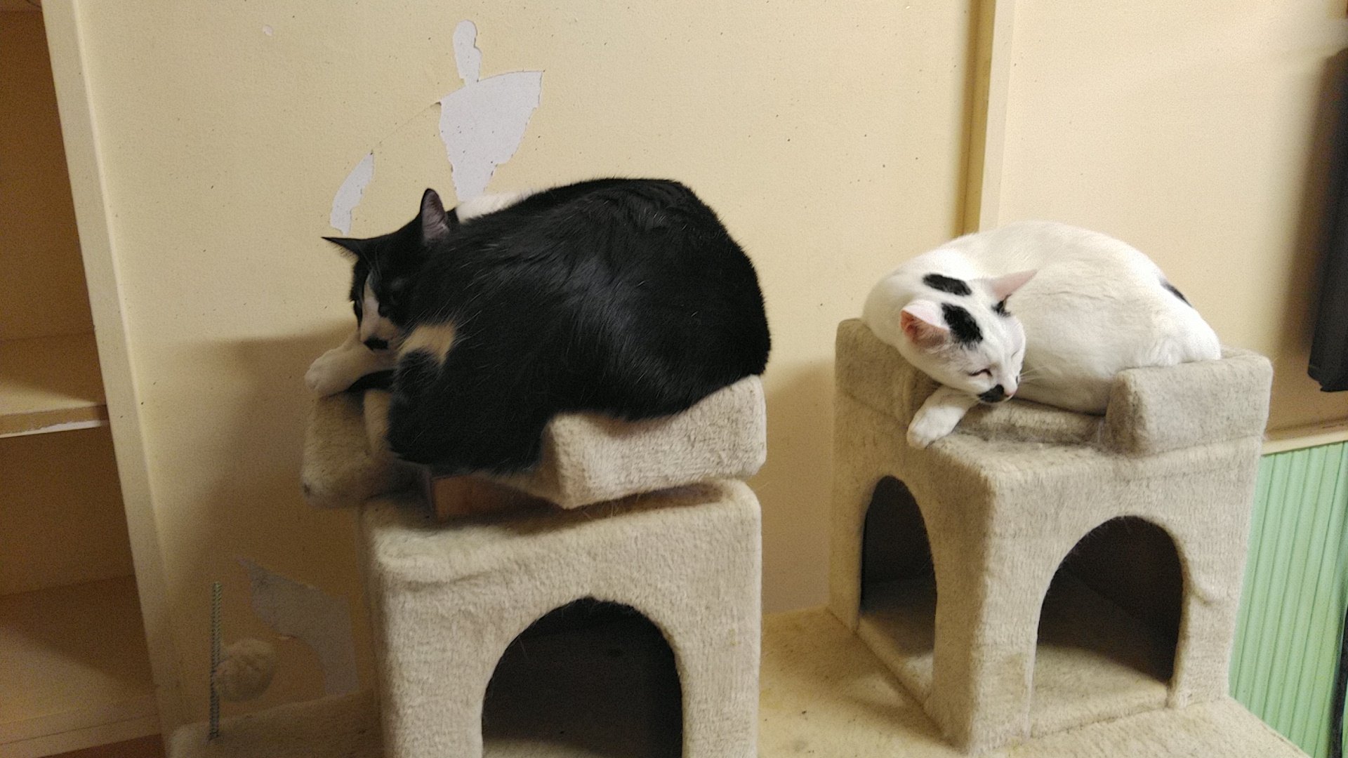 ねこのひみつ基地 Nekohimitsukiti Twitter