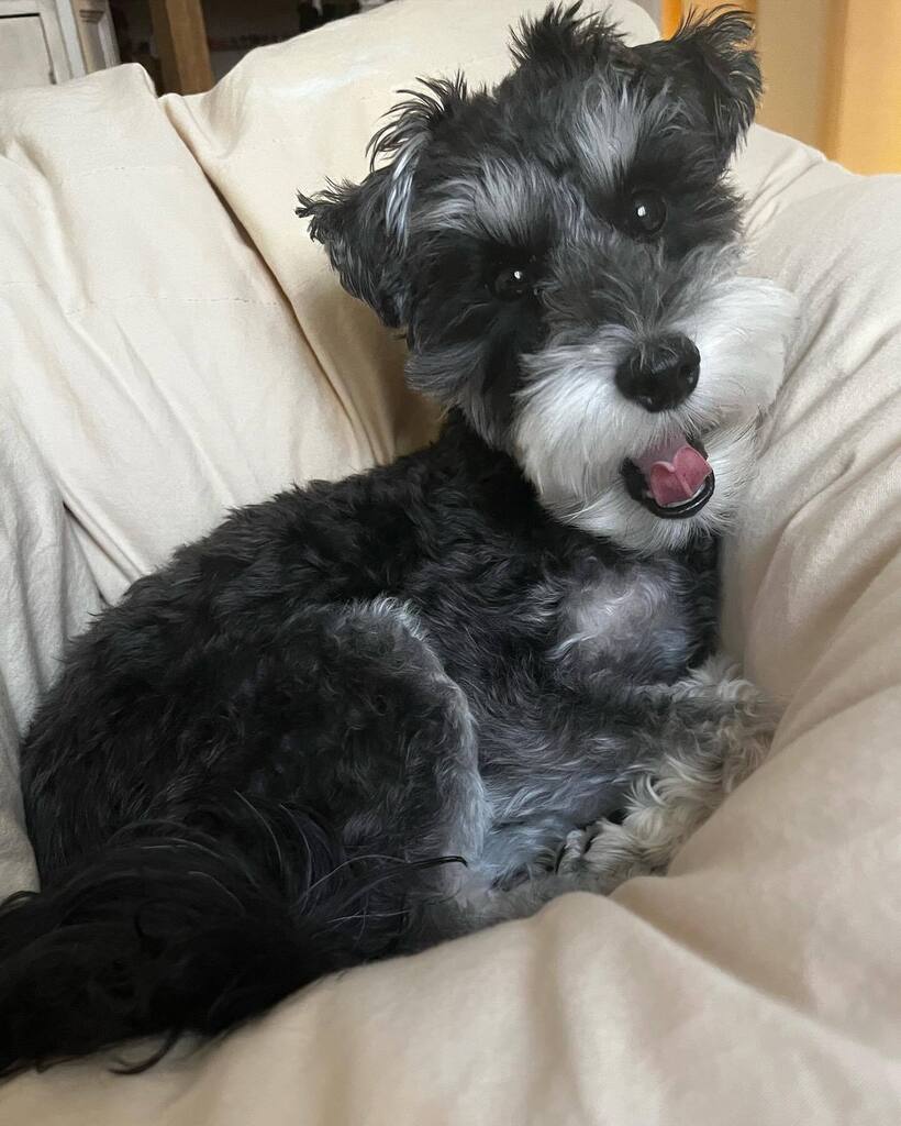 Schnoodle Twitter Search Twitter