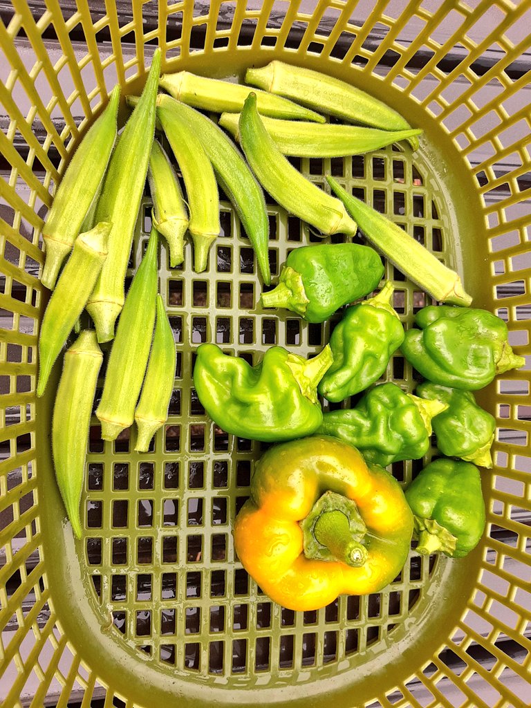 🌧️気温23℃
昨日の熱波から10℃あまりの気温差。体調管理にはくれぐれもお気をつけください。
豊作だった茄子は全滅😱
雑草の大葉が職場でニーズがあり、出勤の度に摘んで持って行くと皆さんに喜ばれてます😊