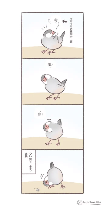 フワフワの綿羽の一部が空中に漂っているとついジッと見てしまう文鳥
#文鳥
#bunchoslife 
