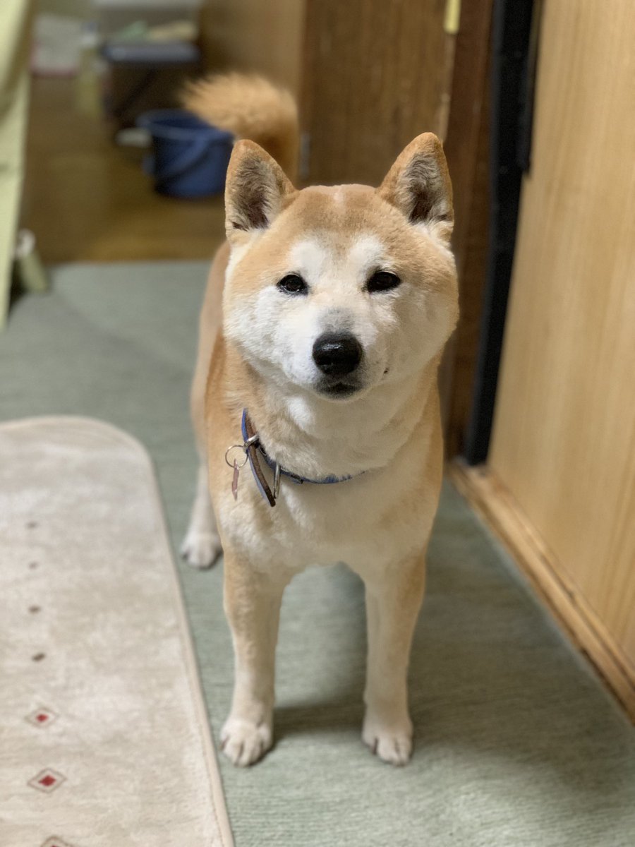 c83517347's tweet photo. ゆずはまだ見つかっていません。
柴犬、オス、青い首輪(何らかの原因で外れていなければ)をしています。
保護して下さっている方、7月になってから近所で似たような犬を飼われているのを目撃された方等、、気になる情報ありましたらご連絡していただきたいです。引き続き拡散よろしくお願い致します。 https://t.co/cUHASNjvqk