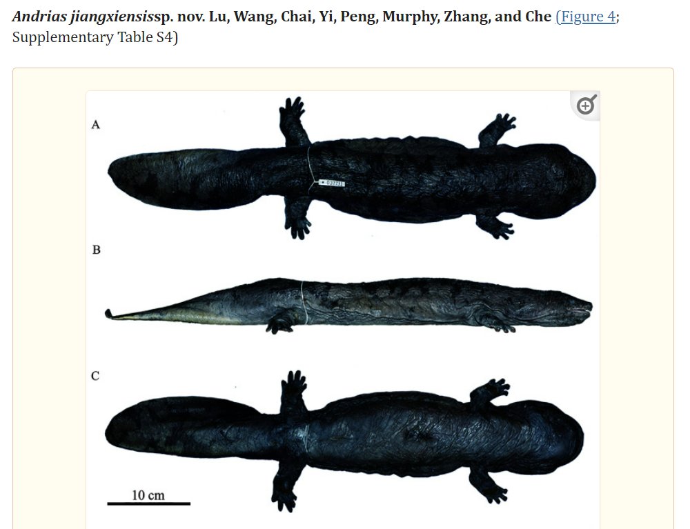 Joschua Knüppe on Twitter "RT TylerGreenfieId They named a new