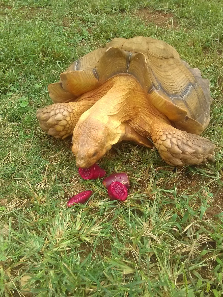 P4tRiot101's tweet photo. #OPLive #OPLiveNation #OPNation #OPLN #OPLPets haha even Tortoises tooπ https://t.co/FNlQE1mODr