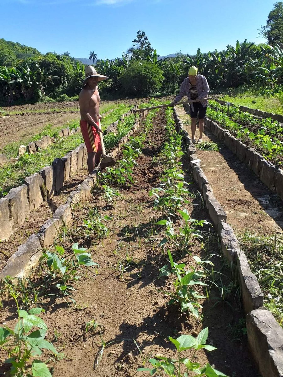 Producción de alimentos en nuestras instituciones educativas constituye una tarea priorizada #SantiagodeCuba