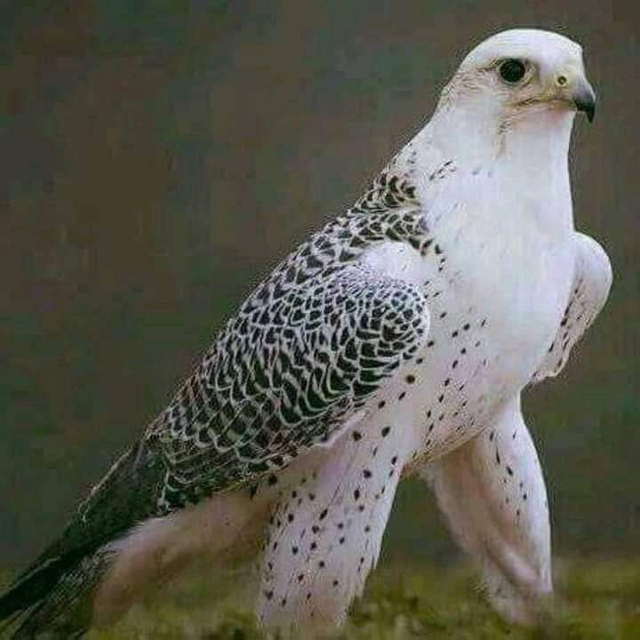 #صورة_ملف_شخصي_جديدة