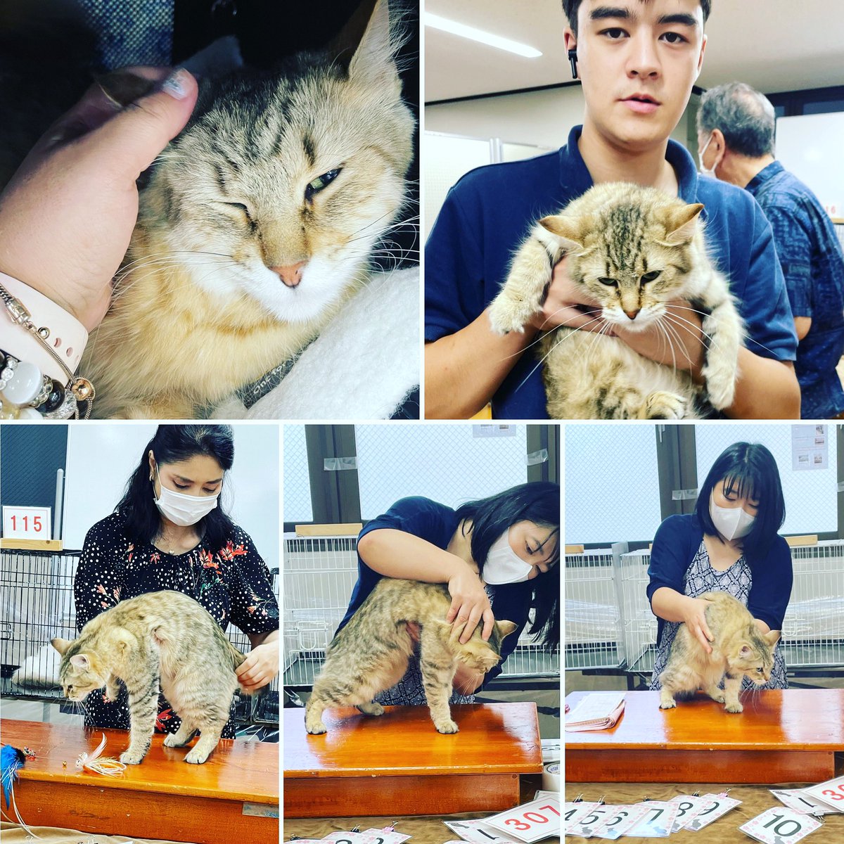 kichifrost's tweet photo. TICA のキャットショーで日本で初めて2022年7月10日ピクシーボブの出陳をしました。
とても珍しいネコです。野生の魅力がいっぱいです。
パラダイスリンクス マリリンです。
#ピクシーボブ
#ピクシーボブキャット
#pixiebob
#野生の猫のようなネコ
#pixiebobcat https://t.co/qtyWktBMDc