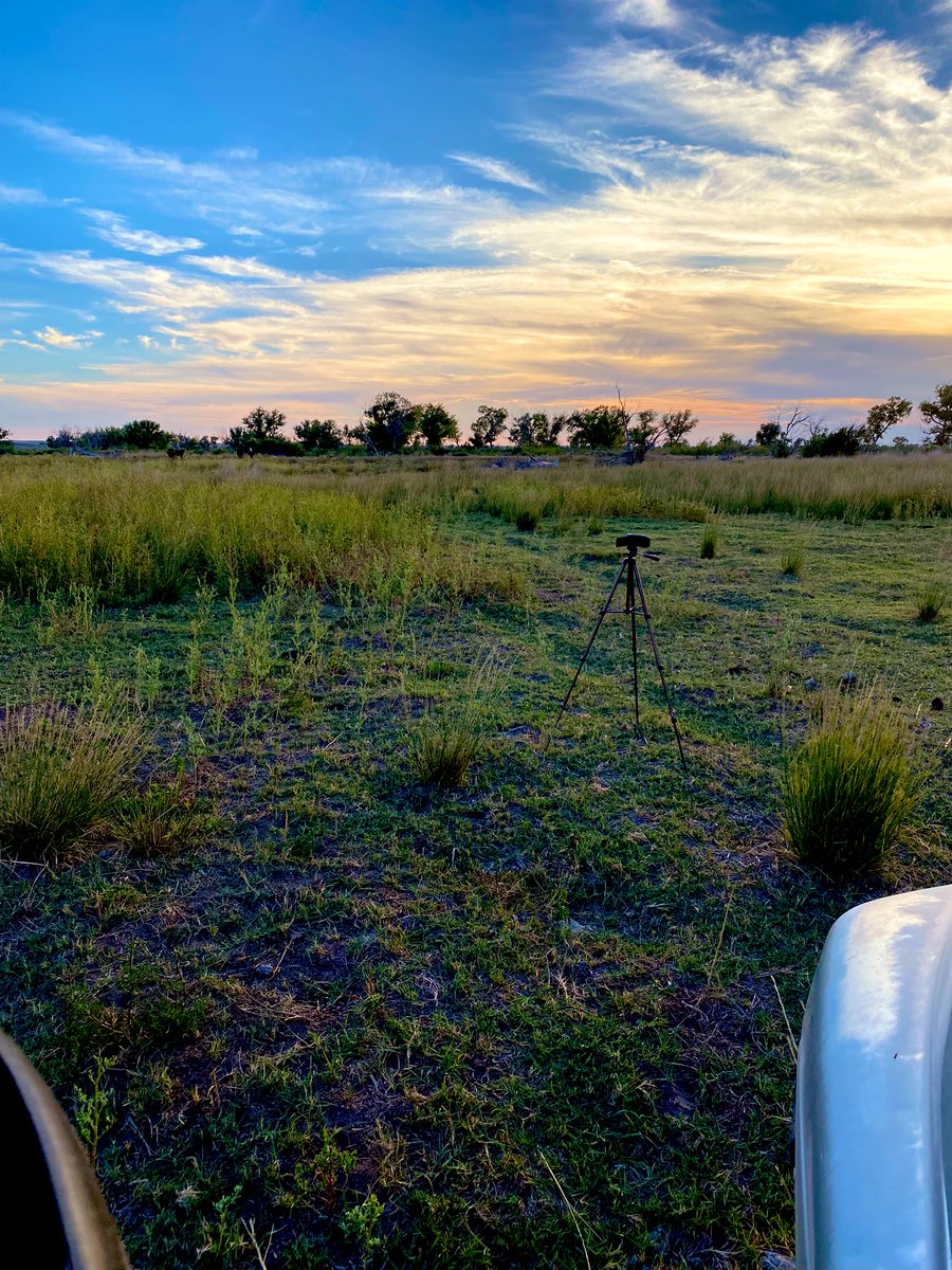 NineRanch's tweet photo. Nice evening to film some calves! https://t.co/xbQszKqyaT