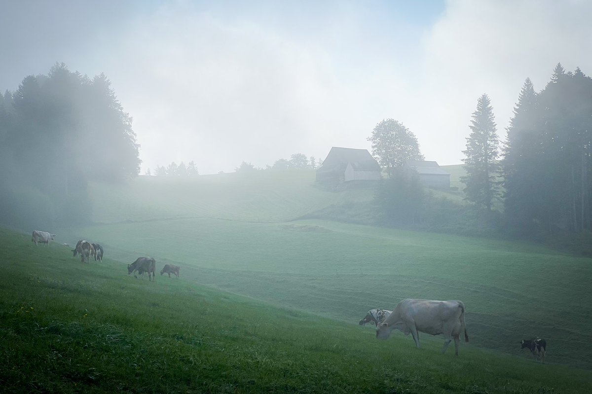 roger_sieber's tweet photo. Me, on may way getting fresh #bread from a local #farmer… 

#Appenzell in the #mist - east #Switzerland @AppAusserrhoden 

#ShotOnIPhone #EditedOnIPhone https://t.co/A8UGWB7SLZ