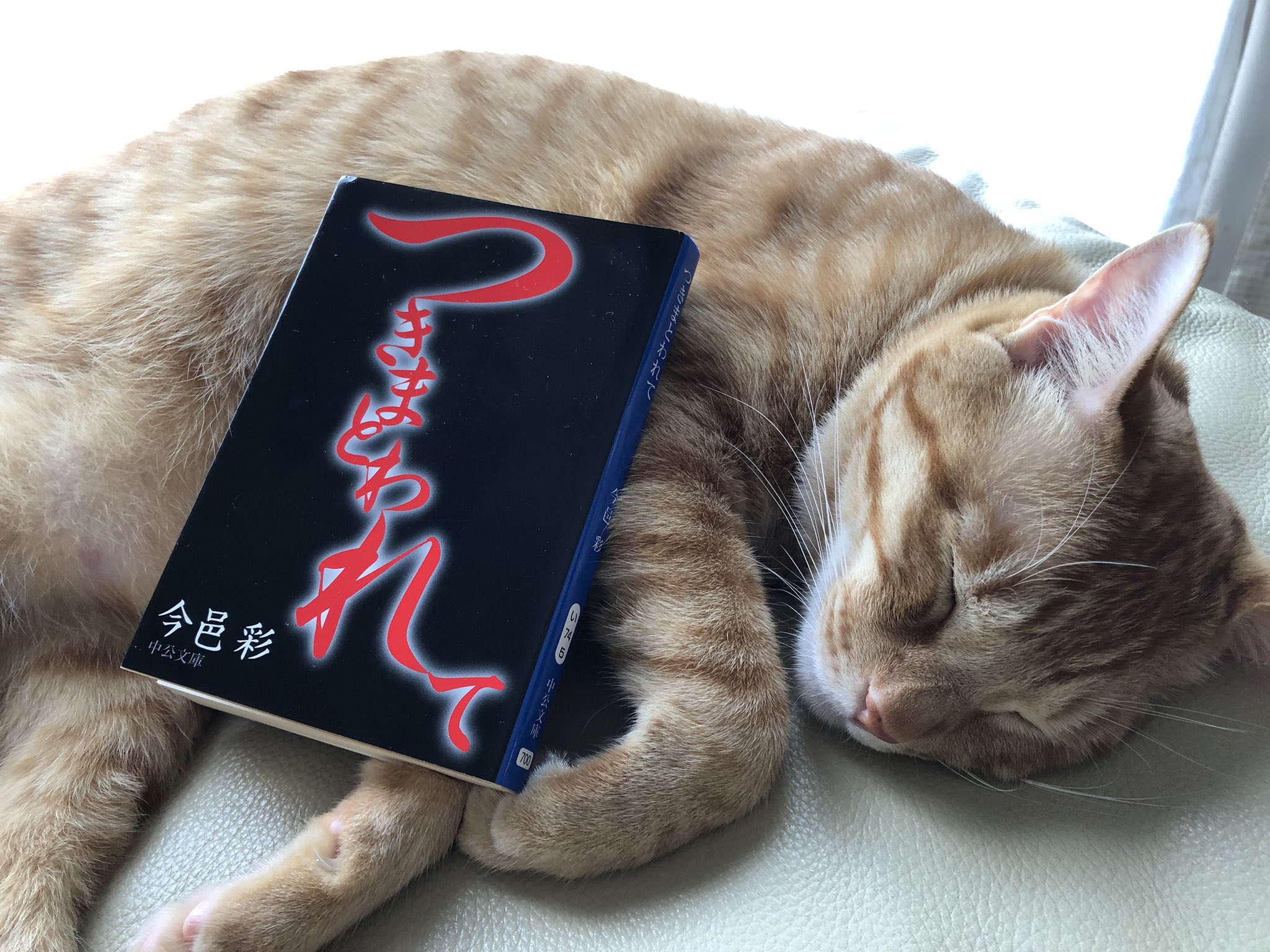 藍まり 読書 Nekojarash55 Twitter