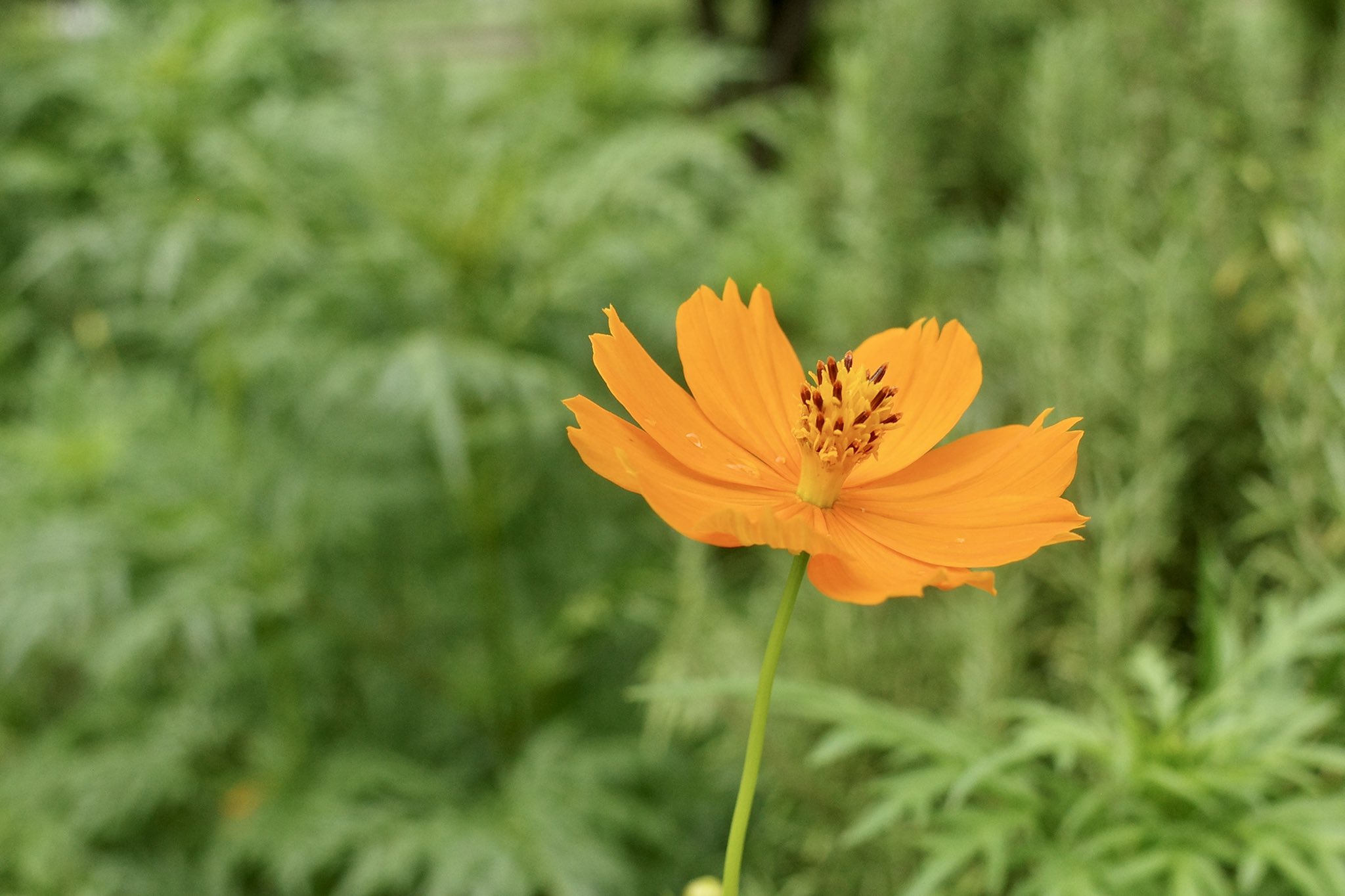 犬神明 東京都 東村山市 黄花コスモス 咲いてます 花言葉は 野生美 野生的な美しさ です 東村山中央公園にて 東村山市 東村山中央公園 公園 花 花言葉 Park Flower 黄花コスモス キバナコスモス コスモス Yellowcosmos Cosmos