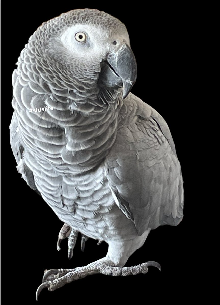 sidTHEparrot's tweet photo. I’m #sexy & I know it 😝😍 #sundayvibes #cute #sidslife #birblove #parrotsoftwitter #sid #sidrules #sidlove #SundayMorning #hi 👋🏻 https://t.co/Rpi55bMLyU