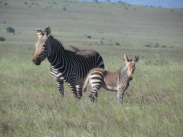 If you've been meaning to explore the lesser-known <a href="/SANParksMZNP/">SANParks Mountain Zebra</a> outside Cradock, #SANationalParksWeek from 11 - 16 September is your opportunity. Book a stay in beautiful #Cradock and explore this lovely park at your leisure. 
sanparks.org/about/events/p…
📷 SANparks