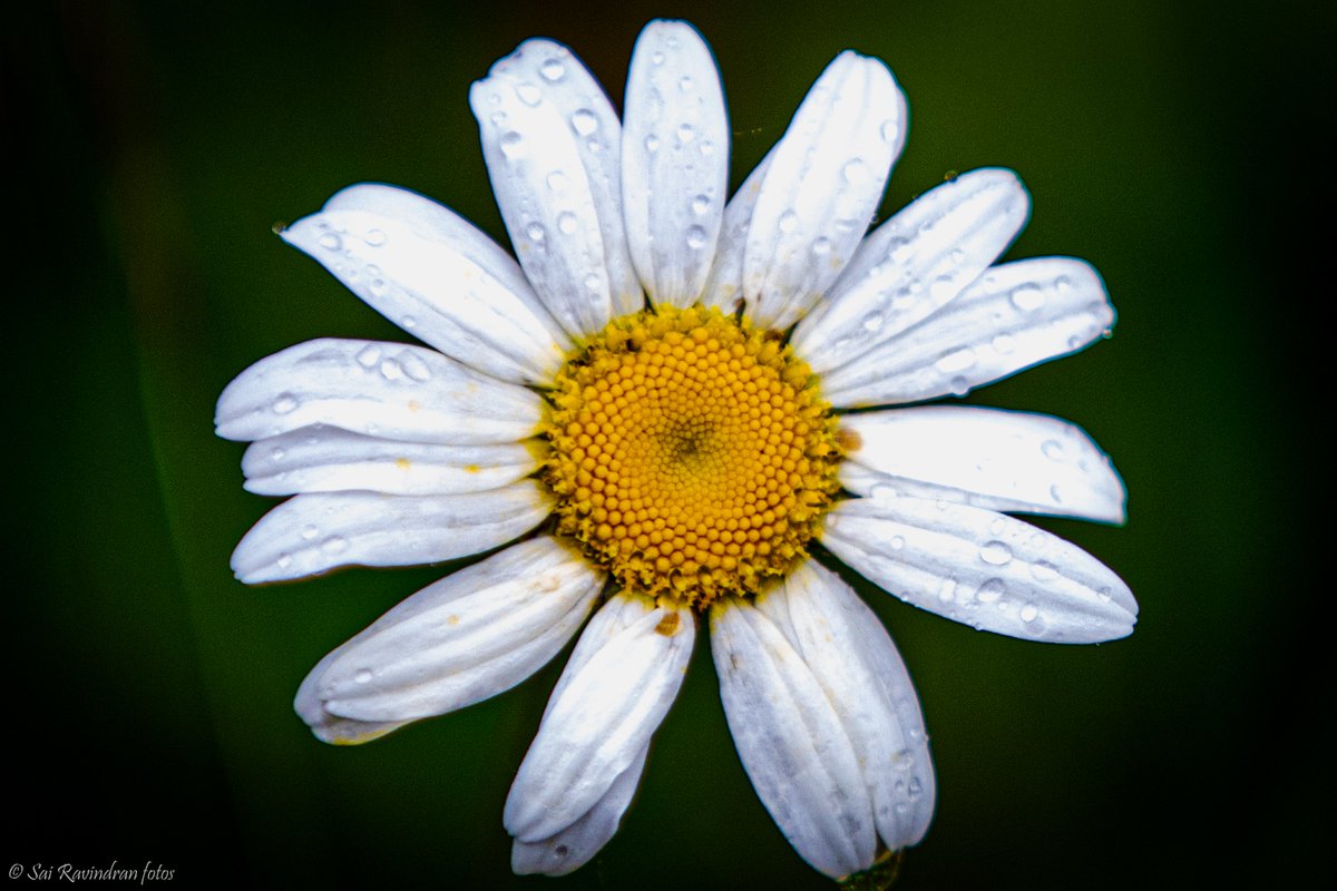 saishyam's tweet photo. #PNW life... A foto from my late Spring hikes https://t.co/ztT782U0UL