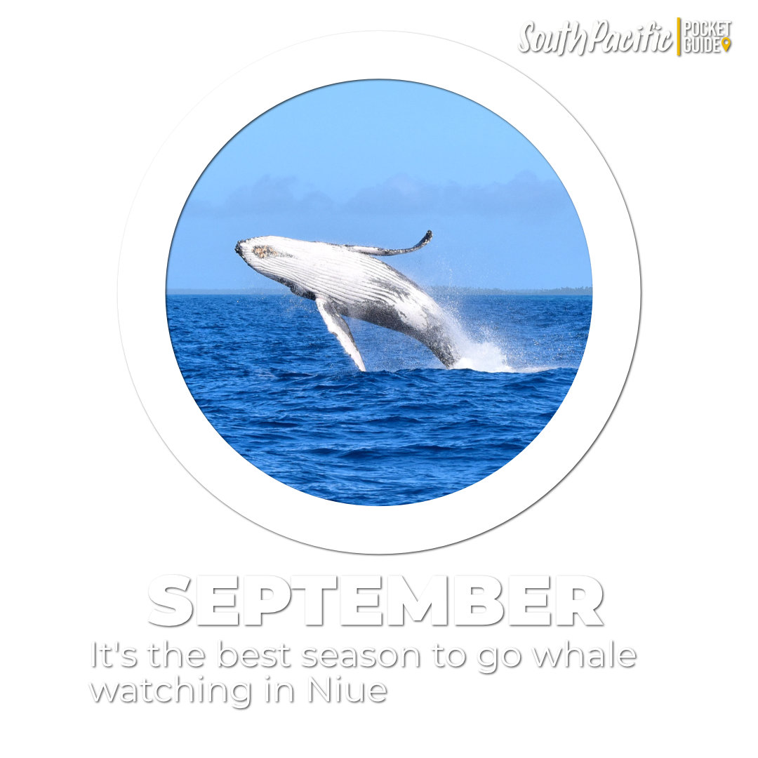 SPPocketGuide's tweet image. 📅 Next month, September is the best time of the year to go whale watching in #Niue

#southpacificpocketguide #paradiseisland #pacificislands #travel #dreamdestinations #island #pacificocean #oceania #pacific #polynesia #tavelingsoul #paradise #beachlife #beautiful