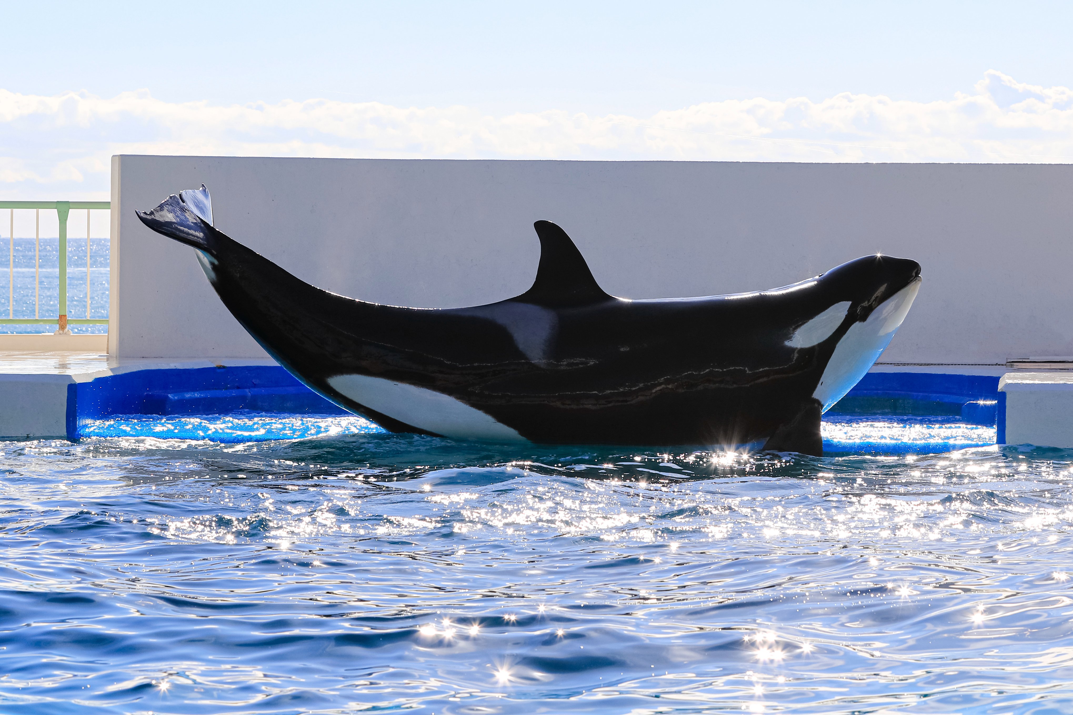 鴨川シーワールド【公式】 on X: 