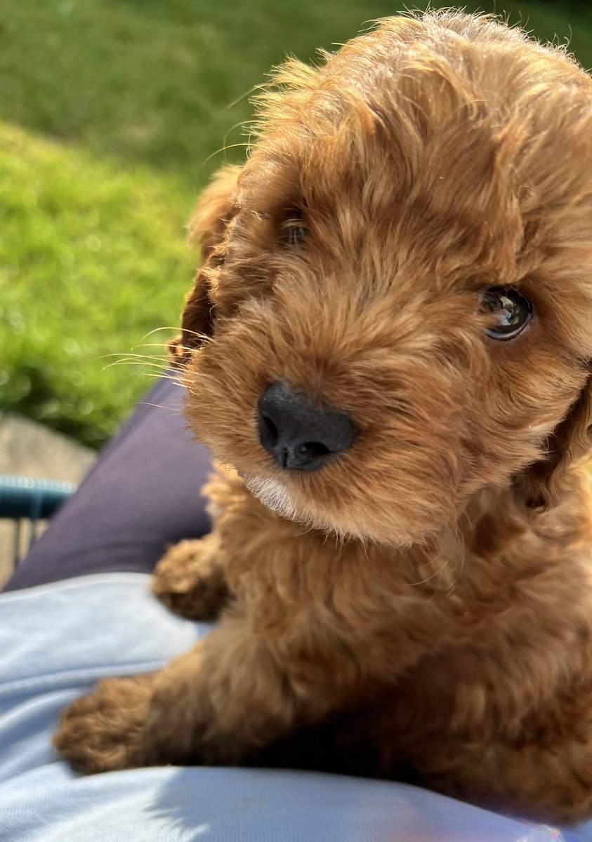 Monty Dog And Teddy Too Themontydog1 Twitter