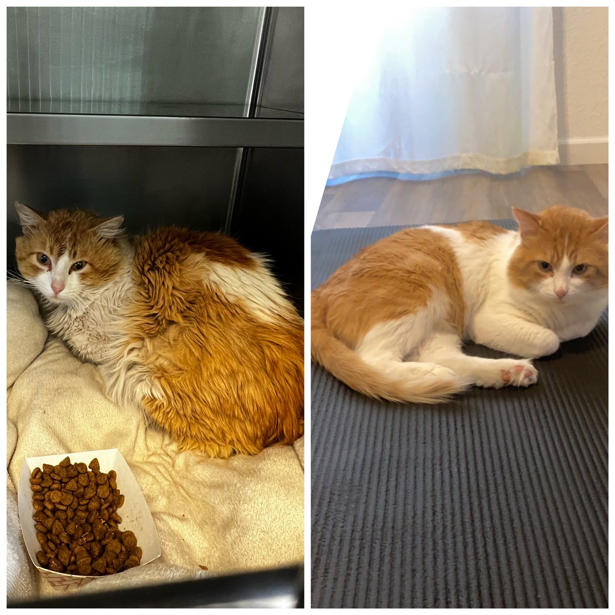 Olivia16613043's tweet photo. Found some good old pics of our baby and had to share #adoptdontshop #transformation https://t.co/IMFRPgT0fK
