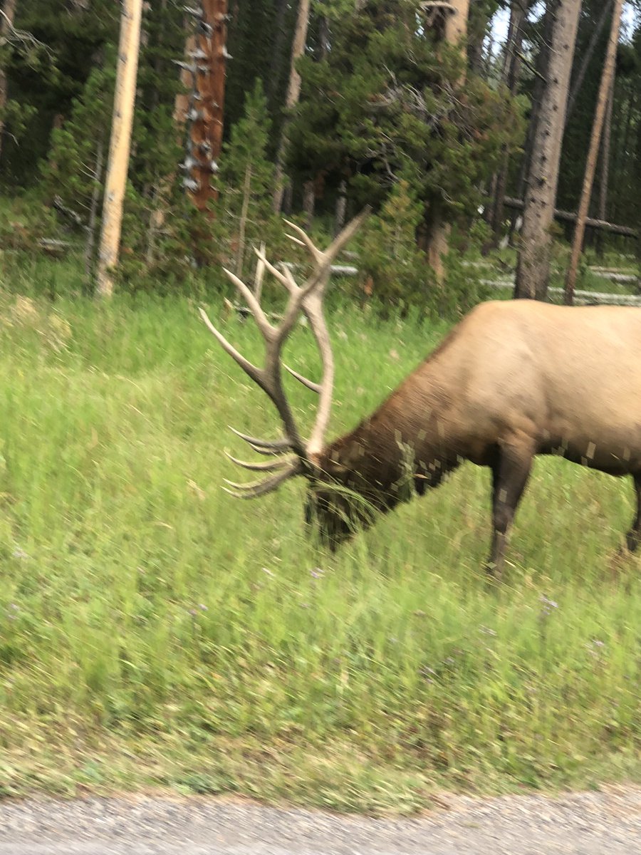 camperdave_'s tweet photo. I’m bad at keeping up with Twitter, sorry 😞 I have new posts and updates on Mondays and Wednesday’s on Facebook and Instagram! Link in bio #Campingworld #OptOutside #yellowstonenationalpark #hikingadventures #TwitterNatureCommunity https://t.co/2QjxWKTQvw