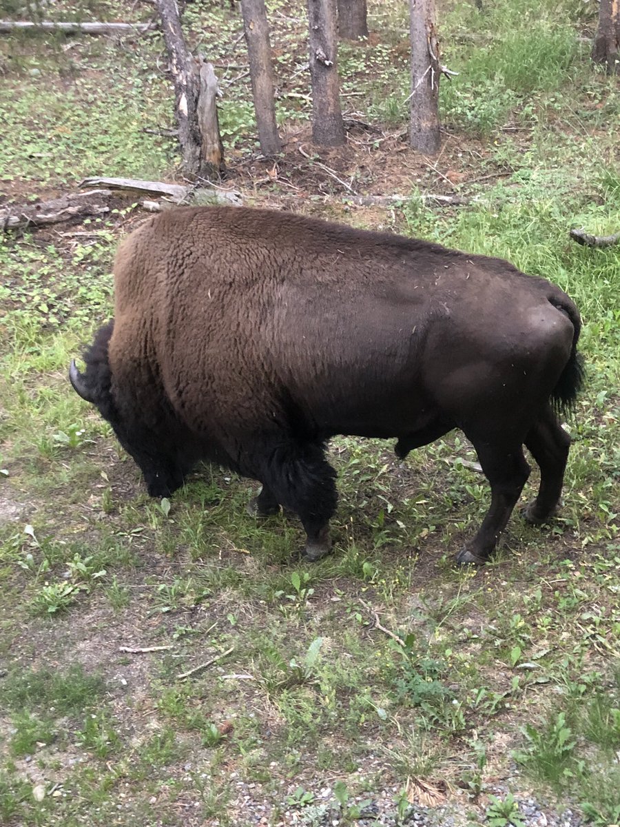 camperdave_'s tweet photo. I’m bad at keeping up with Twitter, sorry 😞 I have new posts and updates on Mondays and Wednesday’s on Facebook and Instagram! Link in bio #Campingworld #OptOutside #yellowstonenationalpark #hikingadventures #TwitterNatureCommunity https://t.co/2QjxWKTQvw