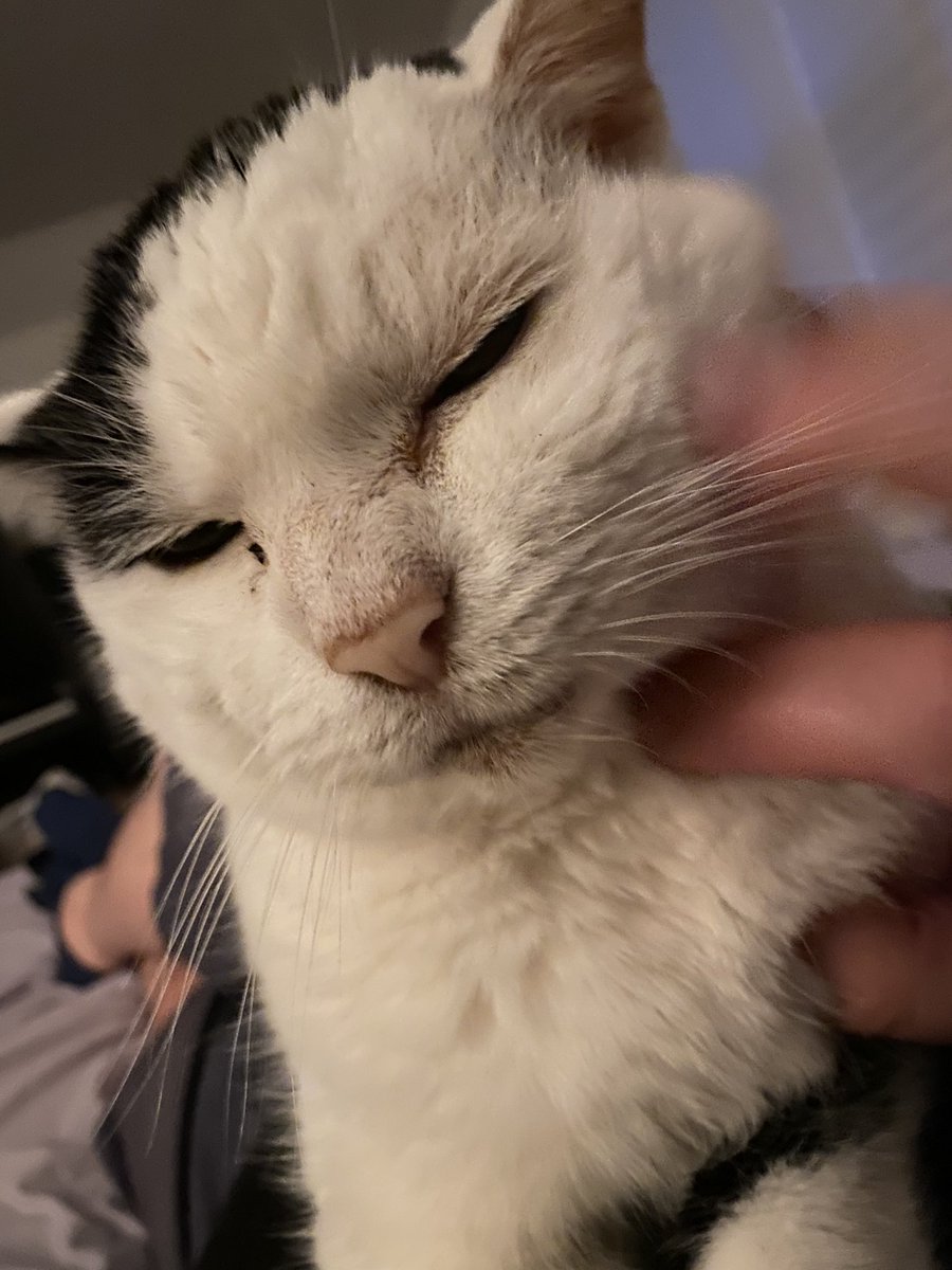 KvotheTheArcane's tweet photo. Koa just had some late night blood work arrive. Bilirubin yesterday was 10 and today it’s at 7.5!!!! What a great sign of improvement. I’m hoping it really drops off tomorrow! #MrBumbleButt #MrBumbleButtReturns!!! https://t.co/foL1jmwCmJ