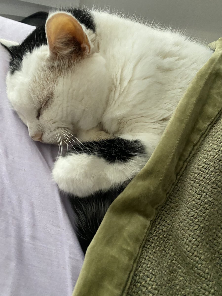 KvotheTheArcane's tweet photo. Koa just had some late night blood work arrive. Bilirubin yesterday was 10 and today it’s at 7.5!!!! What a great sign of improvement. I’m hoping it really drops off tomorrow! #MrBumbleButt #MrBumbleButtReturns!!! https://t.co/foL1jmwCmJ