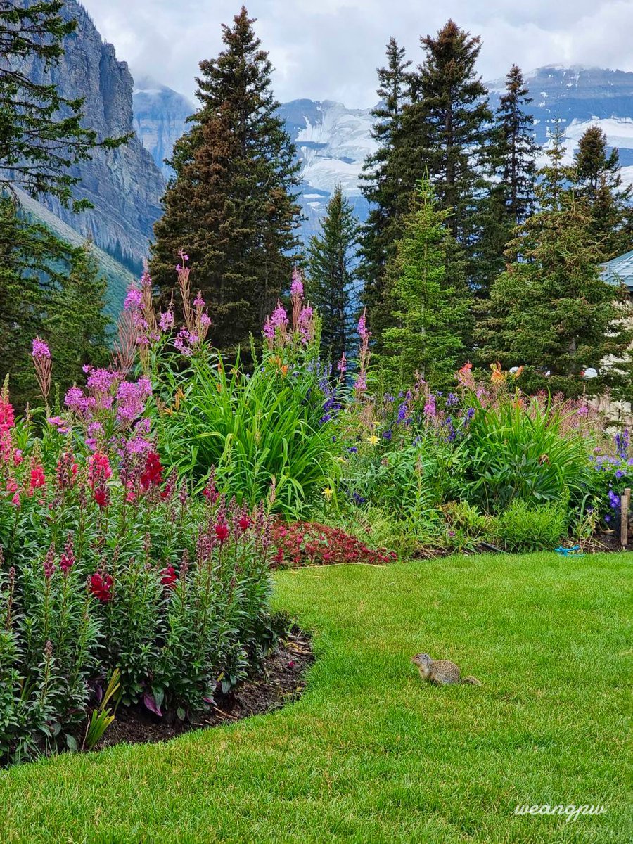 weangpw's tweet photo. beautiful 🇨🇦✨🌸🌼🌺 https://t.co/Kd7bMv6pcr
