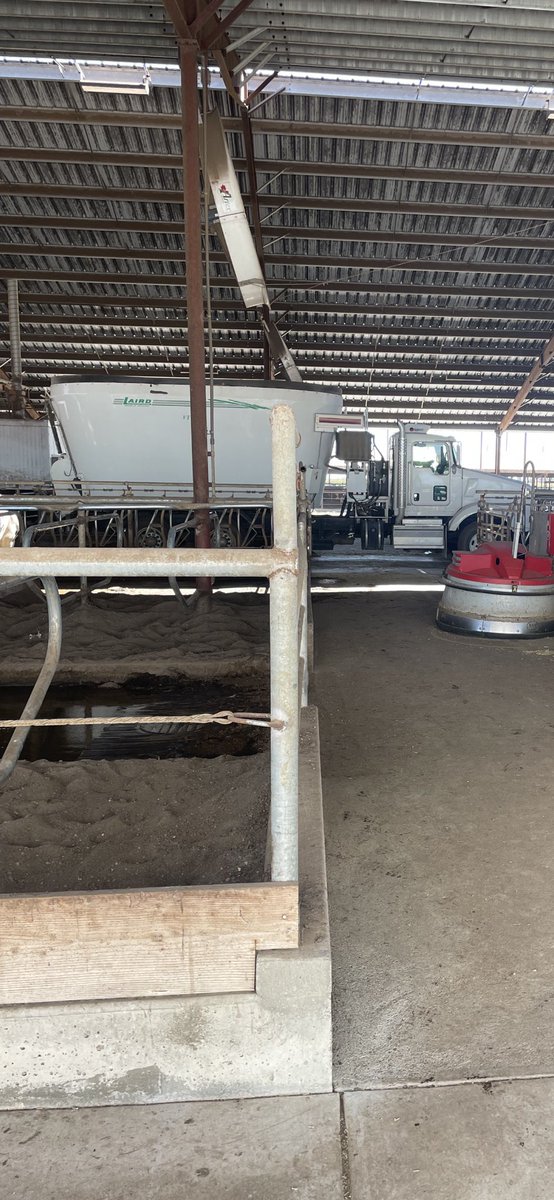 Feeding cows the California way !