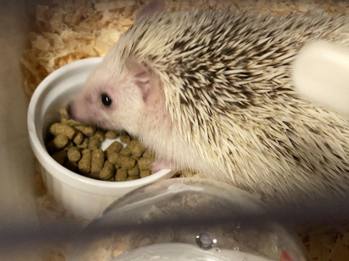 これからウチでタワシを飼います。名前はグラです。モグラの仲間なので 