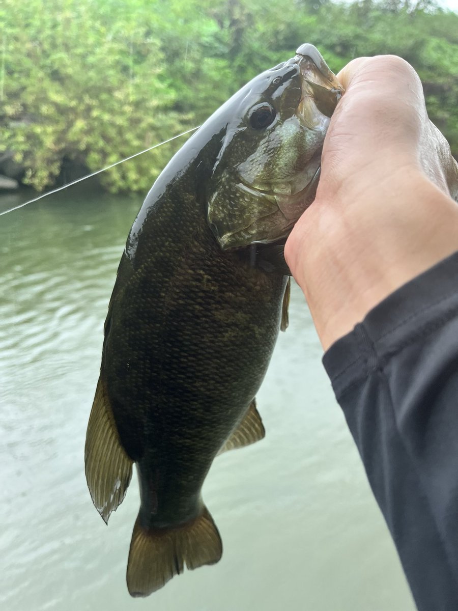 Hydrang47676471's tweet photo. 2022/08/28 5:30？～11:30
3B2F↷🐟 35cm・約22cmでした‼️
雨＆初場所でしたがめちゃめちゃ楽しかった‼️✨クマゴロさん・まことさん・じゃがいもさん、ご一緒させていただいてありがとうございました😭✨
 #バス釣り
 #入間川
 #入間川バス釣り https://t.co/BCoVArCta0
