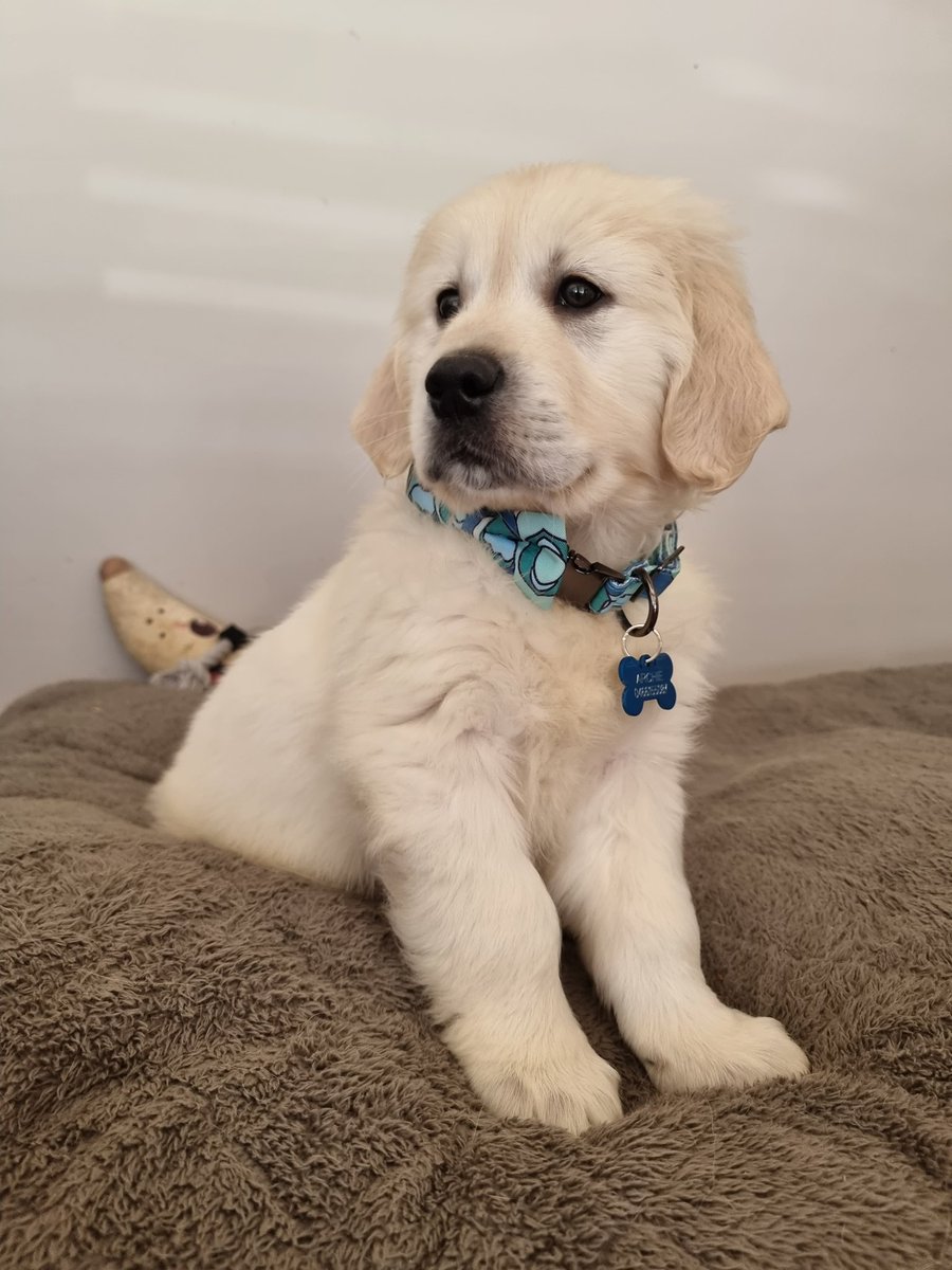 btcbusiness's tweet photo. 💙💙A R C H I E 💙💙
We officially welcomed the newest member of our Robbo family today. He is so cute and so loved! Buddy (our 6 year old Goldy) has been great so far…early days though! Thank you Giselle (and Bluebelle) for caring for him so far and Ann for the recommendation. https://t.co/VBzjGMOjoy