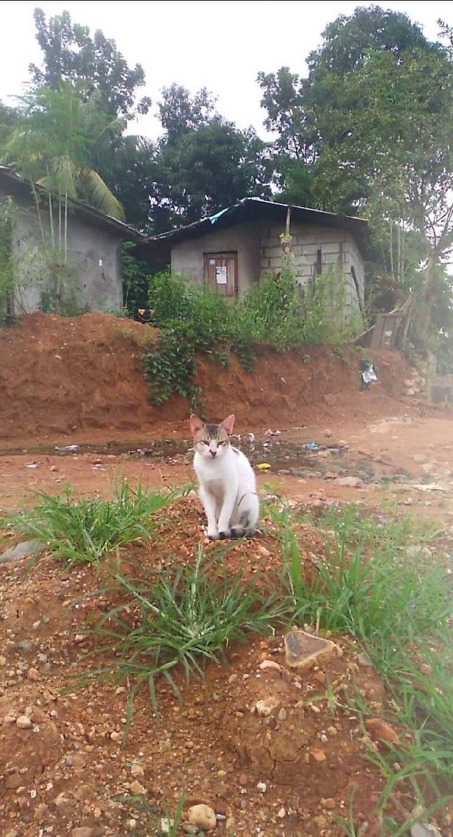 pichiemwua's tweet photo. "PUTANGINA NIYO PAHIRAP AT SALOT SA KAPWA"

Jan pa lamang ay makikita mo na ang galit ng masang walang ibang hiling kundi mamuhay nang maayos, ngunit pinagkakaitan ito ng makasariling naghaharing uri. 

Sumama tayong ipaglaban ang lupang pangarap!!!✊🏻 https://t.co/gfkYKs3aHg