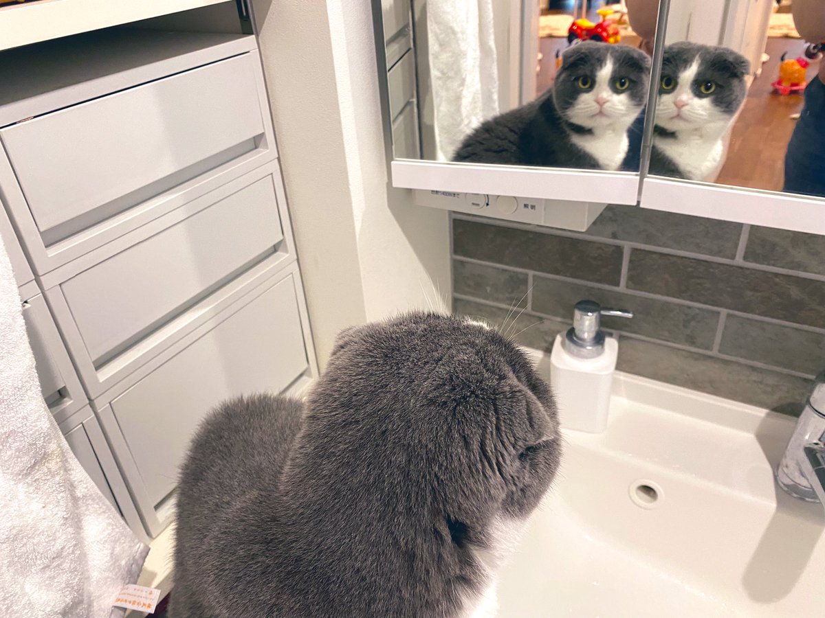 bunthecat2's tweet photo. 誰だこの美ネコは!?🧐
 #CatsOfTwitter  #猫のいるくらし  #ねこ https://t.co/lidMwO3wb1