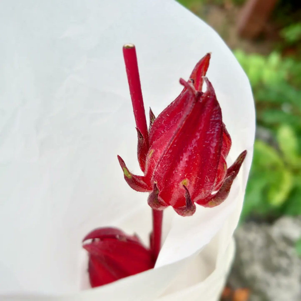 latinatropicana's tweet photo. 🇪🇸 El té de Roselle fresco.
🇬🇧 Fresh Roselle tea.
ローゼルティー 🫖
#té #tea #tealover #herbaltea #Roselle
#ローゼル #pipstudio https://t.co/9jeg0g0C6N