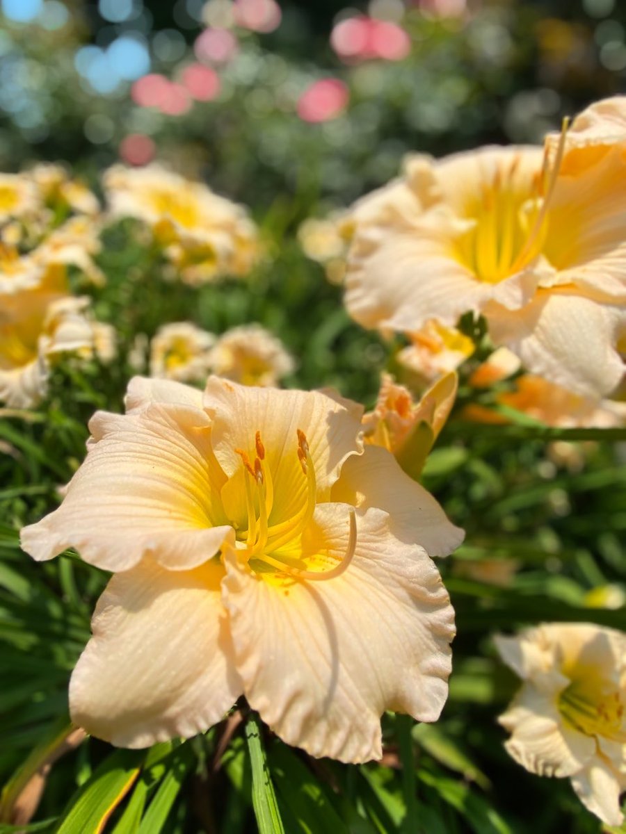 quasimuto's tweet photo. Let's recharge our energy with yellow, shall we?💛✨💛

#SundayYellow #FlowersForPeace https://t.co/bTYLTZk52f