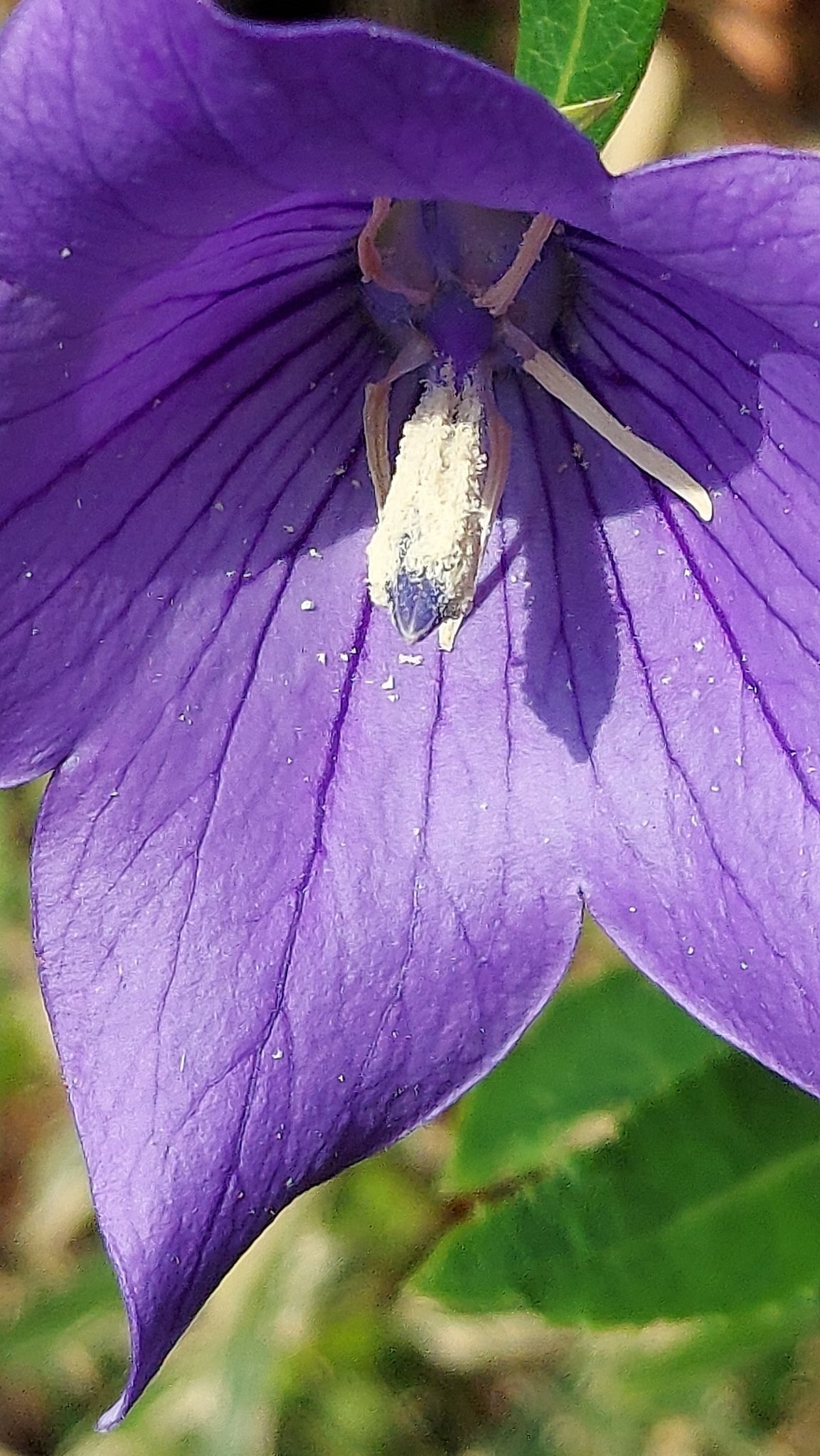 Yoko Ito キキョウ 近所の花壇で 紫の花が見えた 毎年咲く好きな花 花 Flower キキョウ 桔梗 Platycodongrandiflorus Balloonflower キキョウ科キキョウ属 Flowerphoto Macrophoto T Co 7wcdstokne Twitter