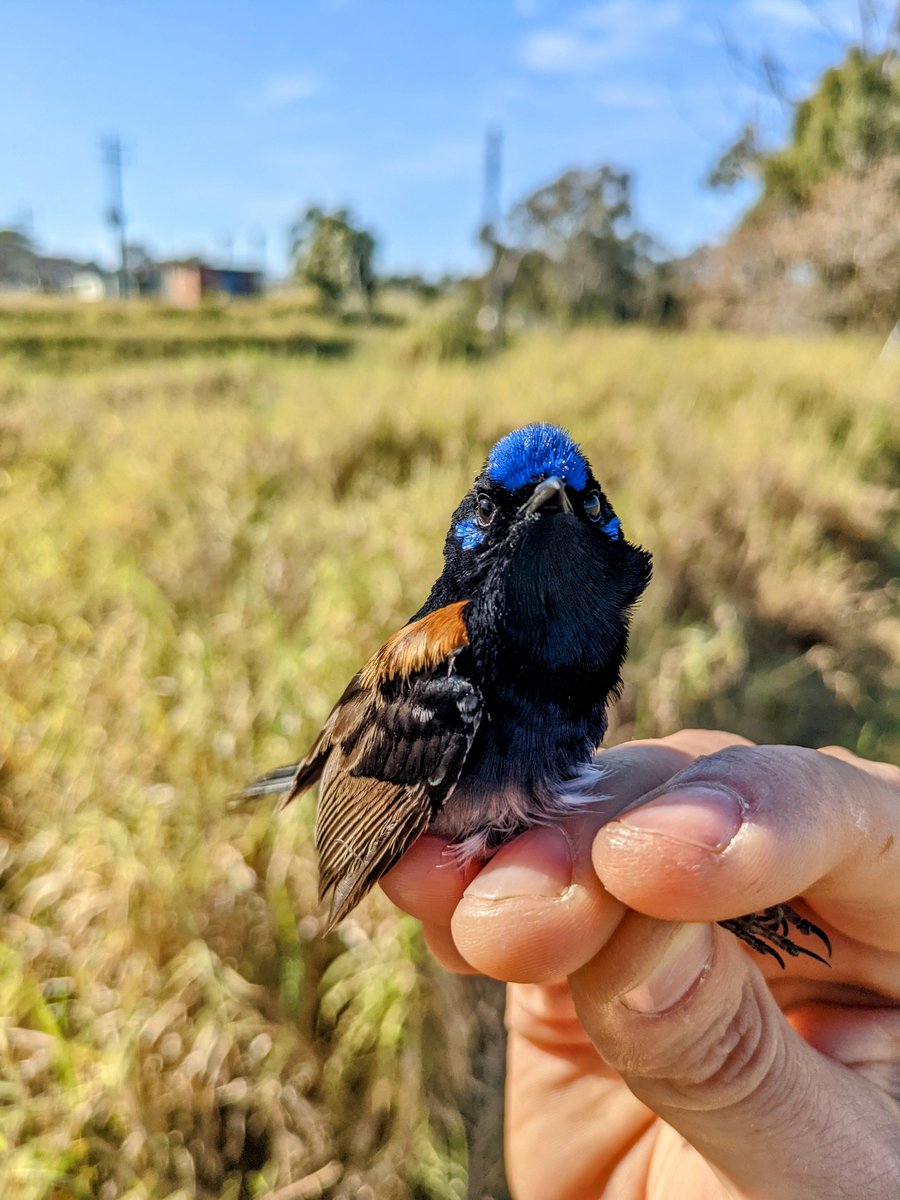 Jordan Boersma tweet media